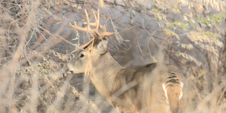 New Chronic Wasting Disease Case Confirmed in New York