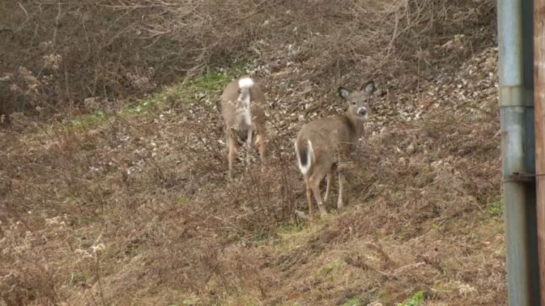 Chronic Wasting Disease Detected in Upstate New York Wildlife