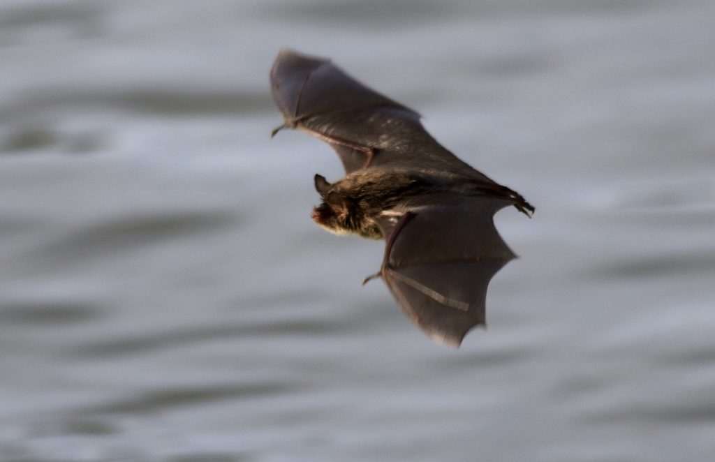 Confronting Deadly Fungus Threatening North America's Bat Population