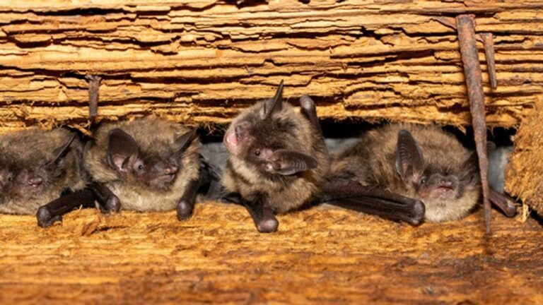 Deadly Bat Disease Expands in California, Sparks Wildlife Fears