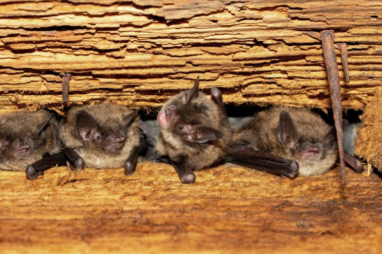 California Battles White-Nose Syndrome Threatening Bat Populations