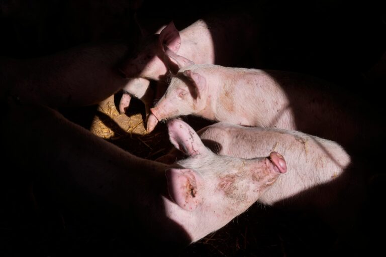 First US Case: Backyard Pig Contracts Bird Flu in Oregon