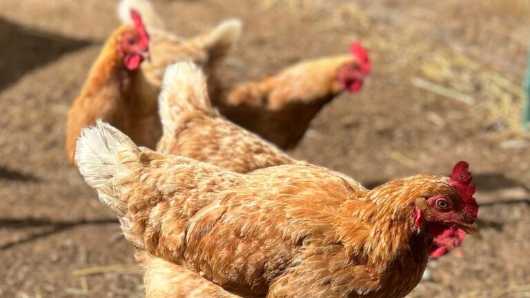 Oregon Faces Outbreak of Highly Pathogenic Avian Influenza