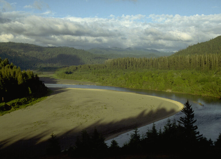 Mysterious Fungus Discovered in California’s Ecosystem Raises Concerns