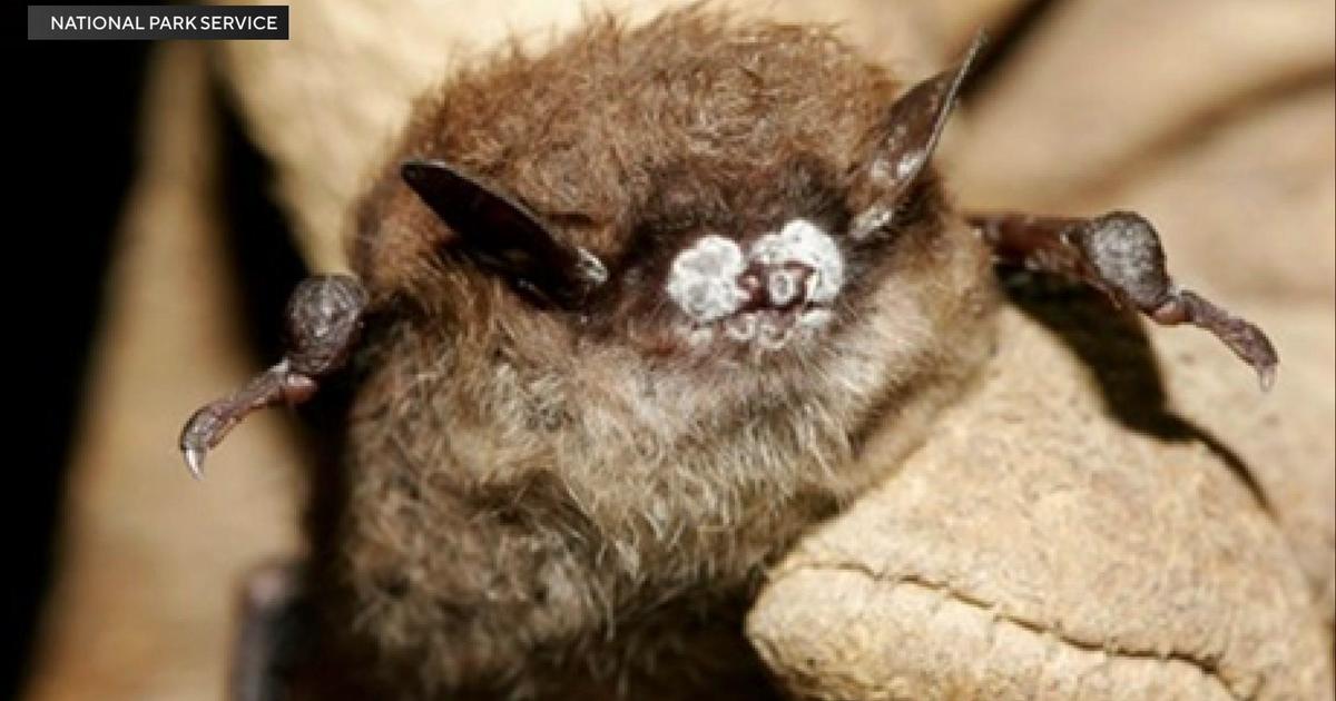 Fungal Infections in Bats Threaten Sutter County Crop Health