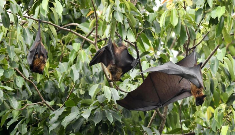 Rwanda Identifies Marburg Virus Source in Cave-Dwelling Bats