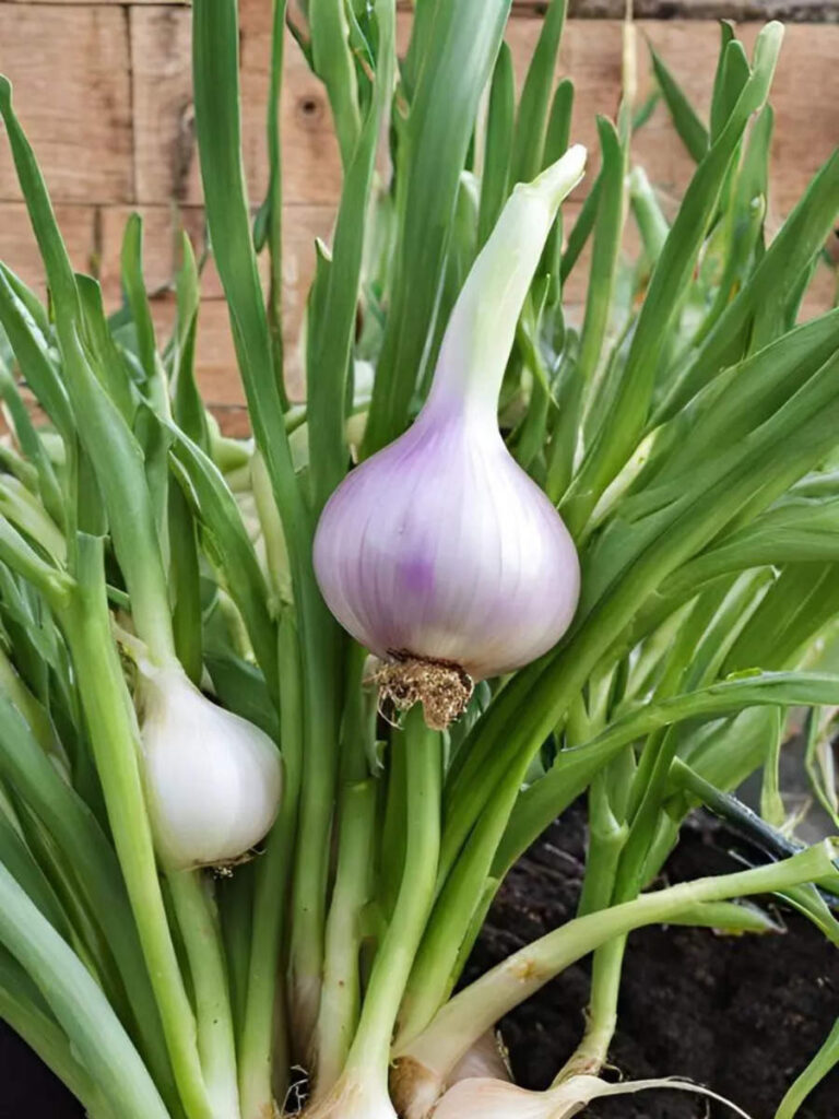 Grow Fresh Onions and Garlic in Your Kitchen Window